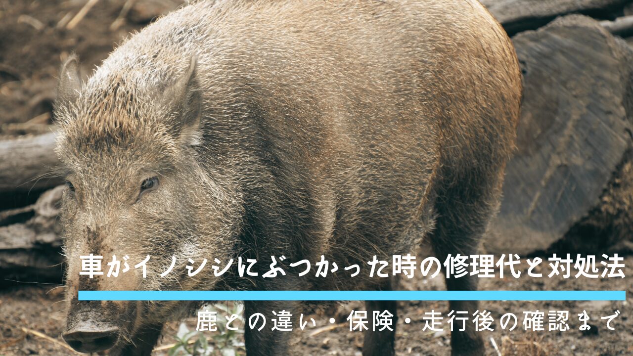 車がイノシシにぶつかった時の修理代と対処法｜鹿との違い・保険・走行後の確認まで