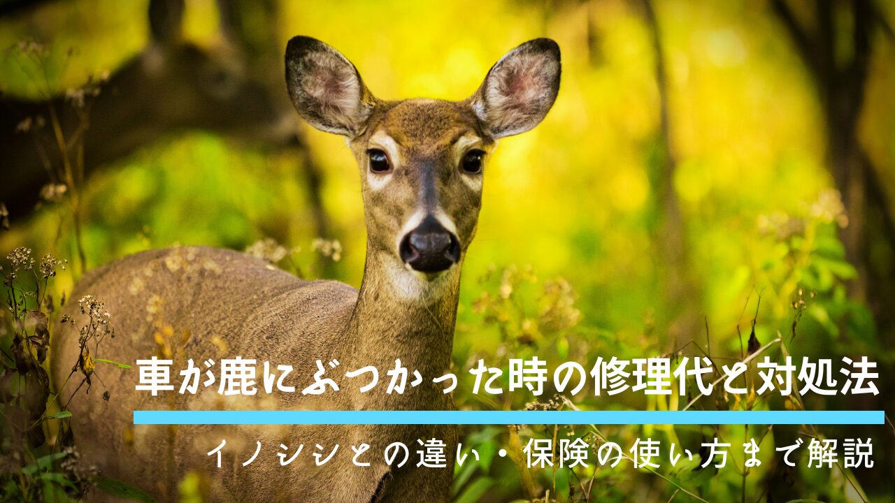 車が鹿にぶつかった時の修理代と対処法｜イノシシとの違い・保険の使い方まで解説